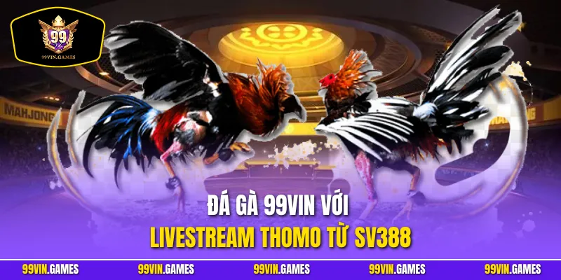 Đá gà 99VIN với livestream Thomo từ SV388